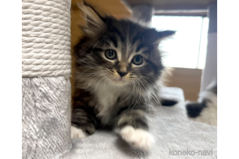 成約済の千葉県のサイベリアン-89264の6枚目